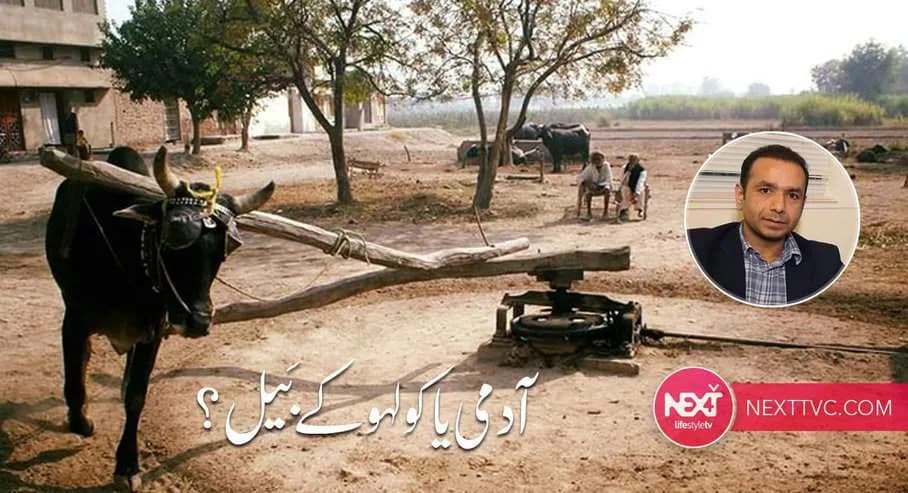 آدمی یا کولہو کے بَیل؟